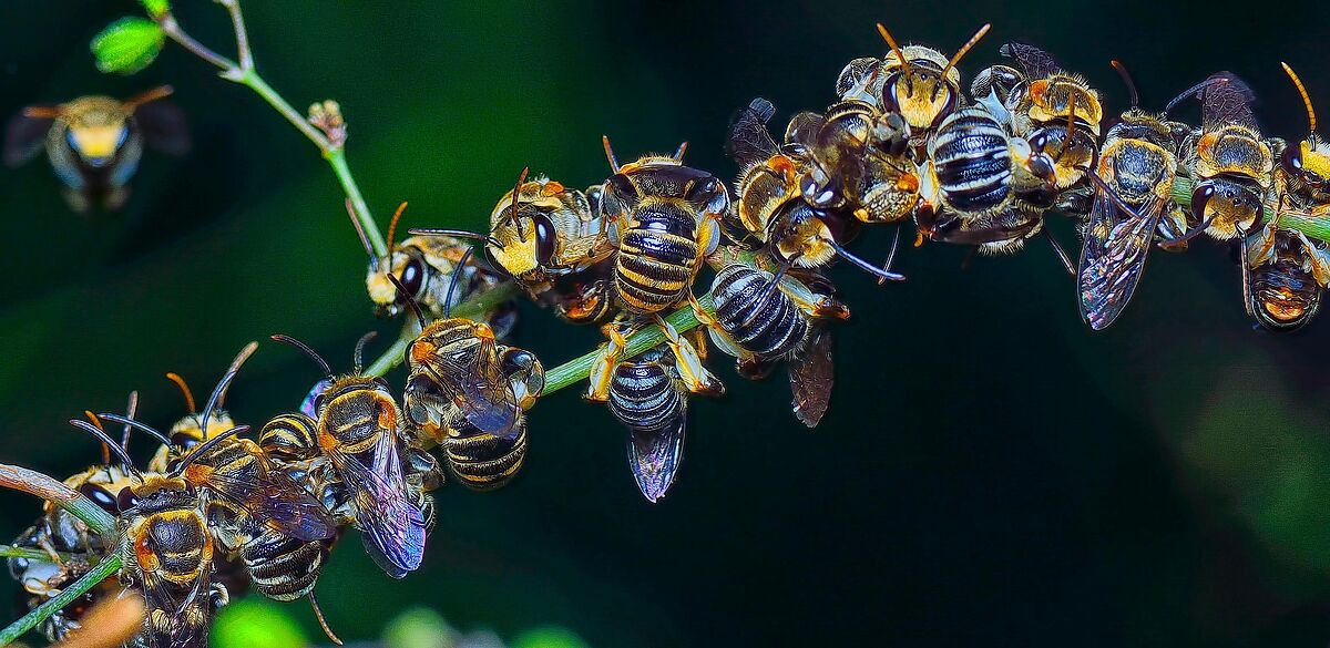 Wildbienen im Wandel der Agrarlandschaft