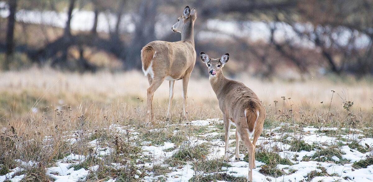 Seasonal adaptation as the key to stress resistance